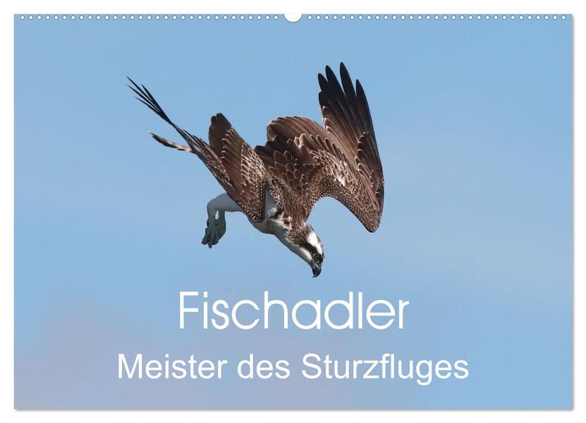 Fischadler - Meister des Sturzfluges (Wandkalender 2024 DIN A2 quer) CALVENDO Monatskalender