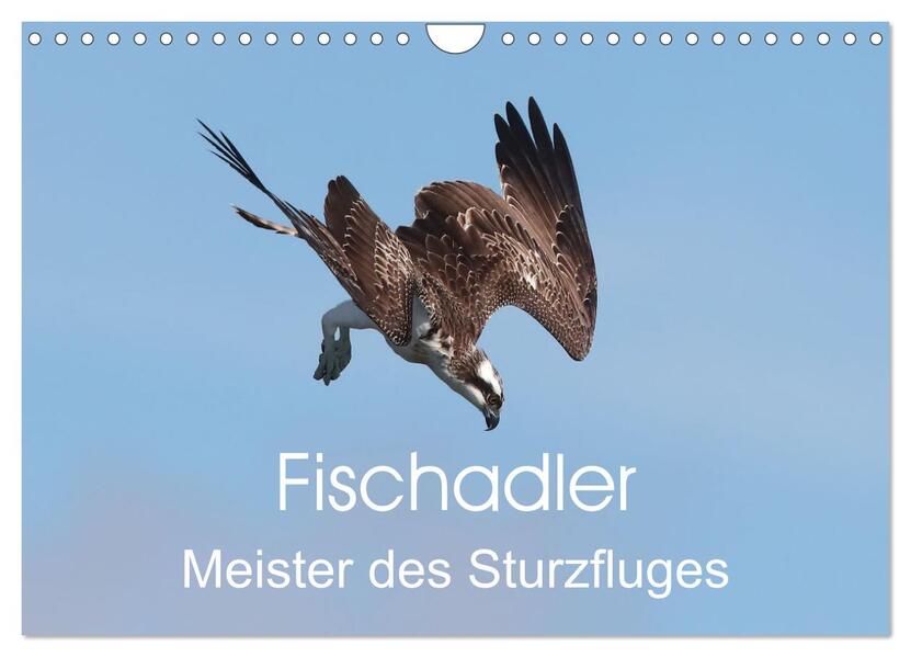 Fischadler - Meister des Sturzfluges (Wandkalender 2024 DIN A4 quer) CALVENDO Monatskalender