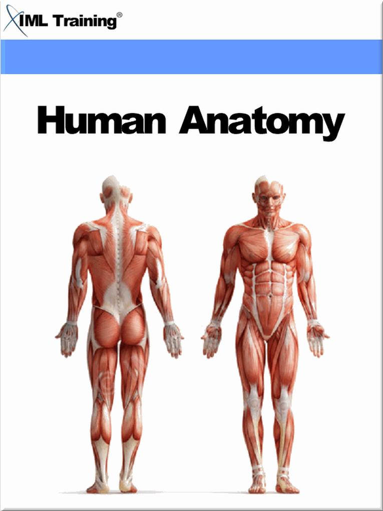Human Anatomy (Human Body)