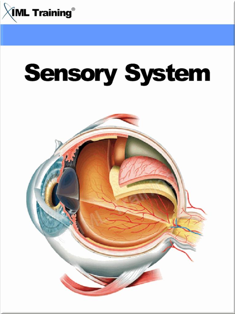 Sensory System (Human Body)