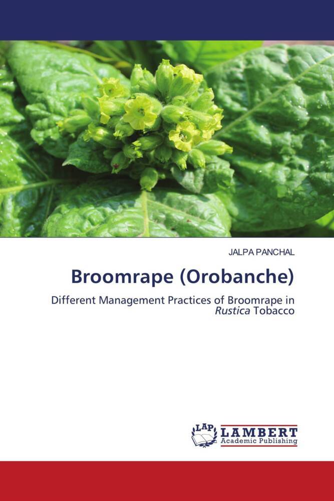Broomrape (Orobanche)