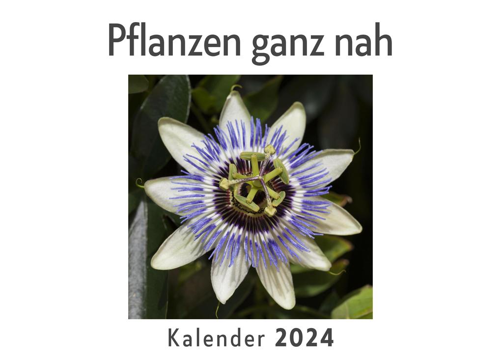 Pflanzen ganz nah (Wandkalender 2024 Kalender DIN A4 quer Monatskalender im Querformat mit Kalendarium Das perfekte Geschenk)