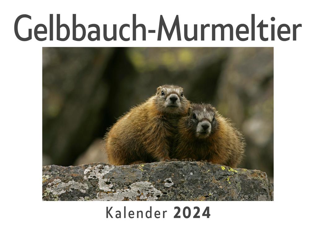 Gelbbauch-Murmeltier (Wandkalender 2024 Kalender DIN A4 quer Monatskalender im Querformat mit Kalendarium Das perfekte Geschenk)