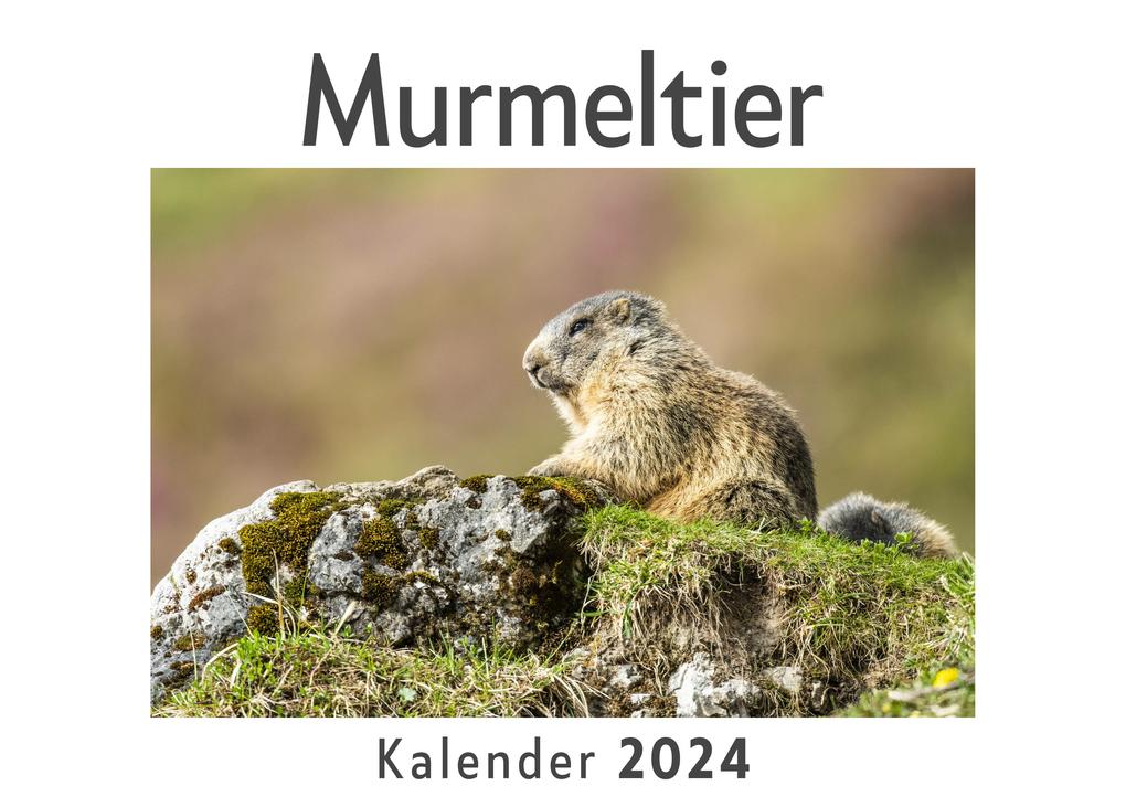 Murmeltier (Wandkalender 2024 Kalender DIN A4 quer Monatskalender im Querformat mit Kalendarium Das perfekte Geschenk)