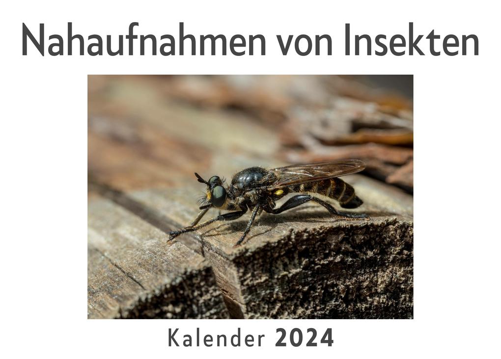 Nahaufnahmen von Insekten (Wandkalender 2024 Kalender DIN A4 quer Monatskalender im Querformat mit Kalendarium Das perfekte Geschenk)