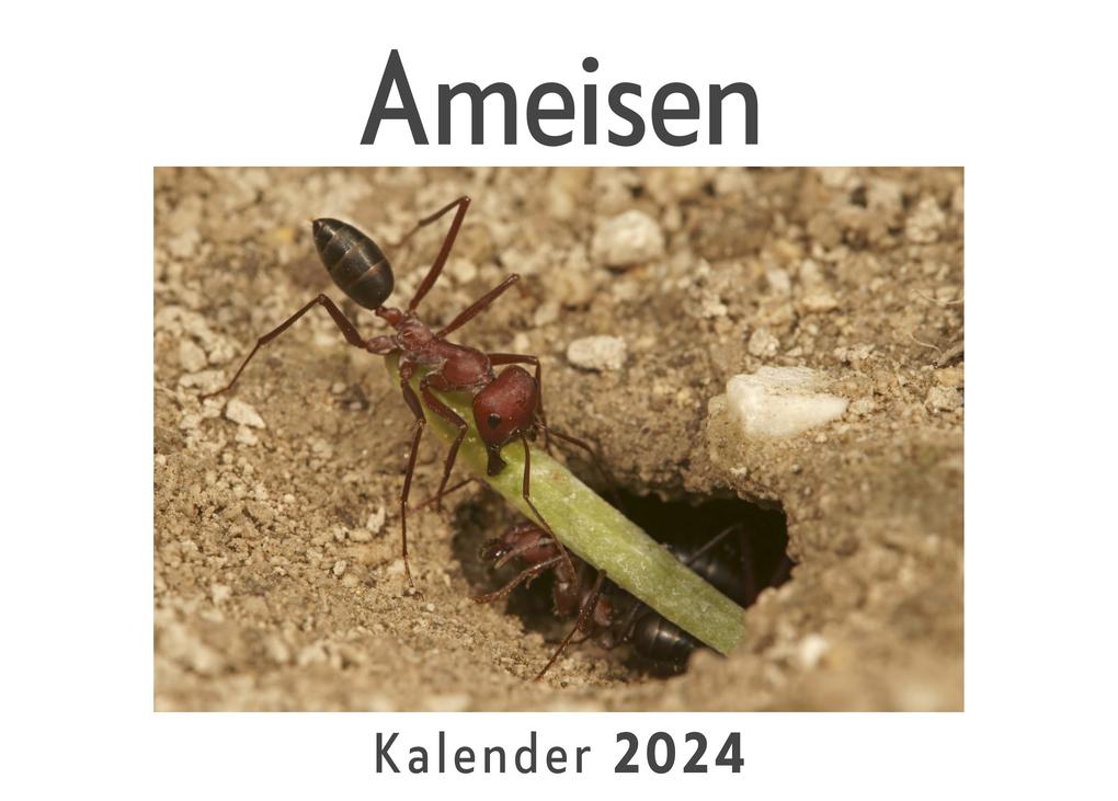 Ameisen (Wandkalender 2024 Kalender DIN A4 quer Monatskalender im Querformat mit Kalendarium Das perfekte Geschenk)
