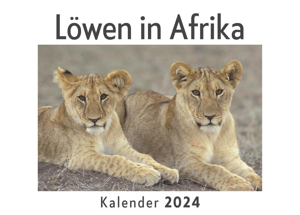 Löwen in Afrika (Wandkalender 2024 Kalender DIN A4 quer Monatskalender im Querformat mit Kalendarium Das perfekte Geschenk)