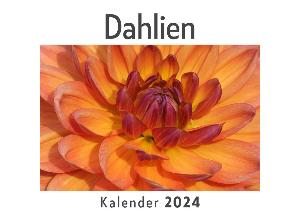 Dahlien (Wandkalender 2024 Kalender DIN A4 quer Monatskalender im Querformat mit Kalendarium Das perfekte Geschenk)