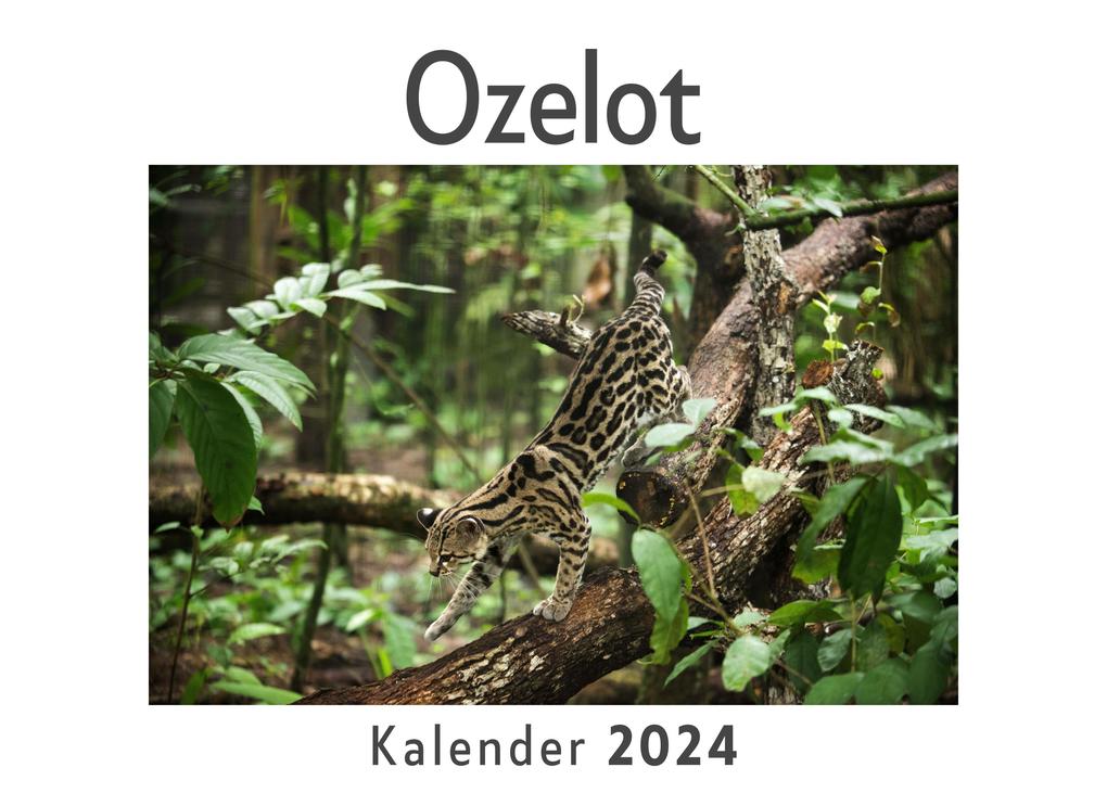 Ozelot (Wandkalender 2024 Kalender DIN A4 quer Monatskalender im Querformat mit Kalendarium Das perfekte Geschenk)