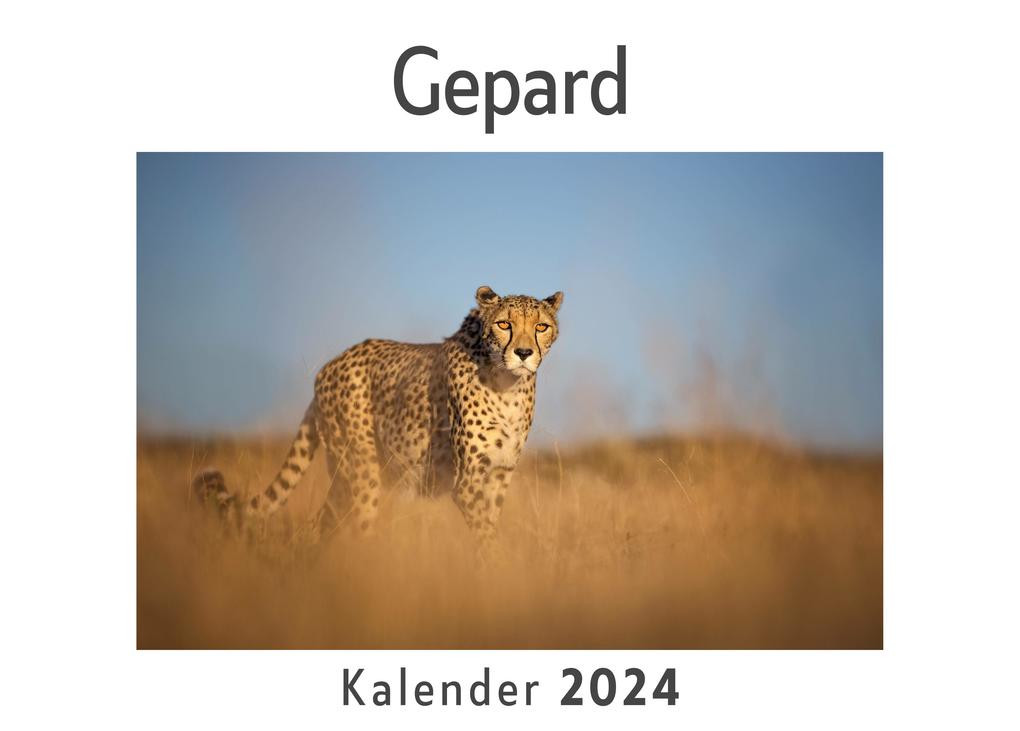 Gepard (Wandkalender 2024 Kalender DIN A4 quer Monatskalender im Querformat mit Kalendarium Das perfekte Geschenk)
