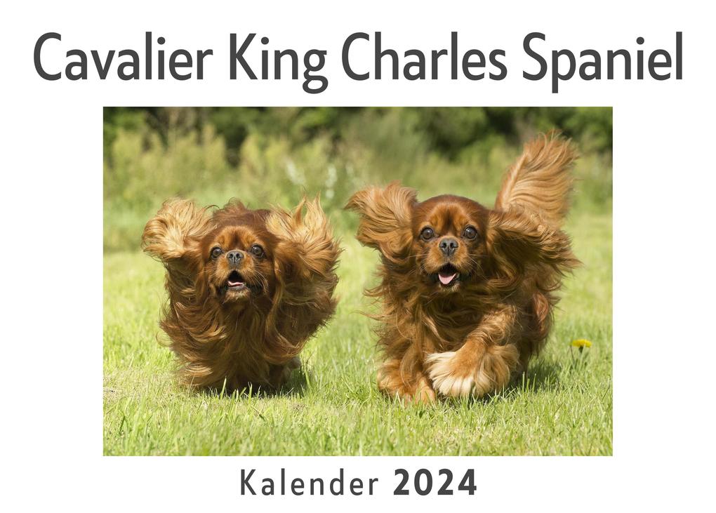 Cavalier King Charles Spaniel (Wandkalender 2024 Kalender DIN A4 quer Monatskalender im Querformat mit Kalendarium Das perfekte Geschenk)