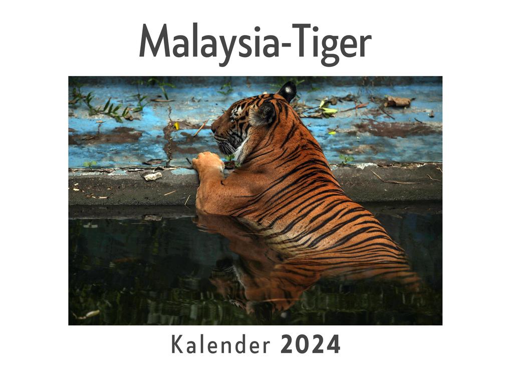 Malaysia-Tiger (Wandkalender 2024 Kalender DIN A4 quer Monatskalender im Querformat mit Kalendarium Das perfekte Geschenk)