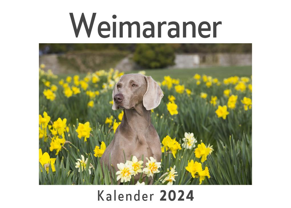 Weimaraner (Wandkalender 2024 Kalender DIN A4 quer Monatskalender im Querformat mit Kalendarium Das perfekte Geschenk)