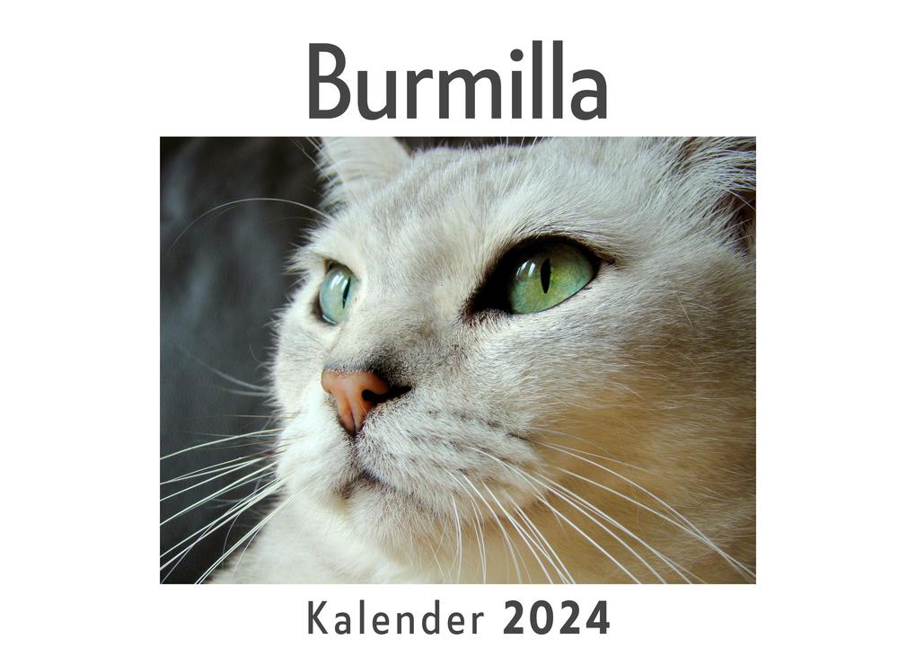 Burmilla (Wandkalender 2024 Kalender DIN A4 quer Monatskalender im Querformat mit Kalendarium Das perfekte Geschenk)