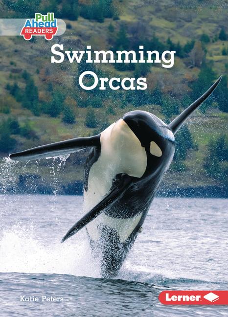 Swimming Orcas