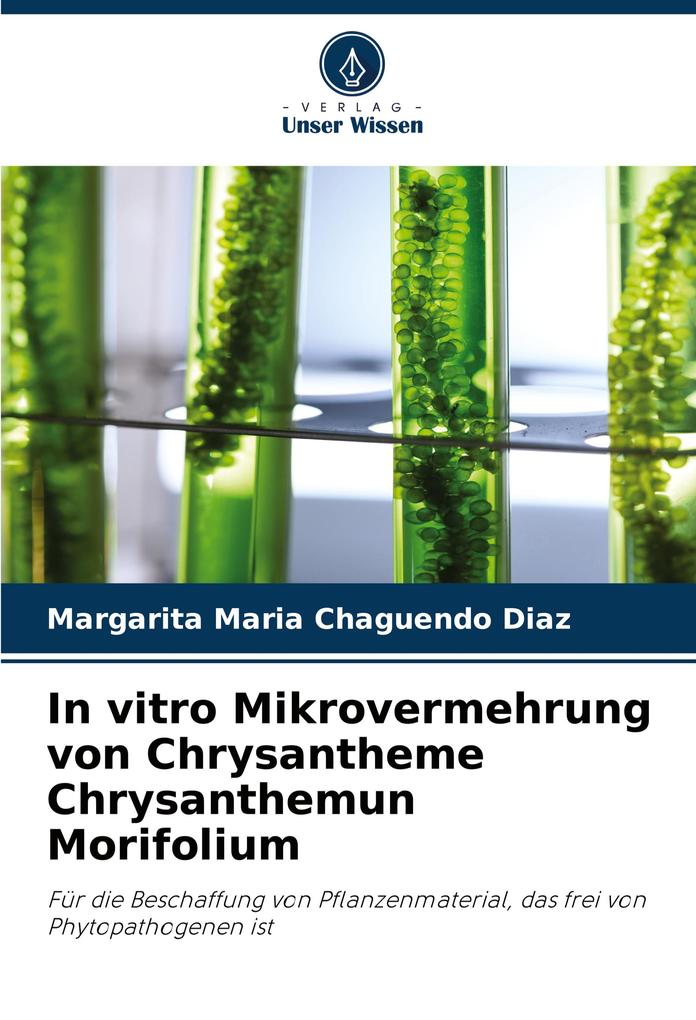 In vitro Mikrovermehrung von Chrysantheme Chrysanthemun Morifolium
