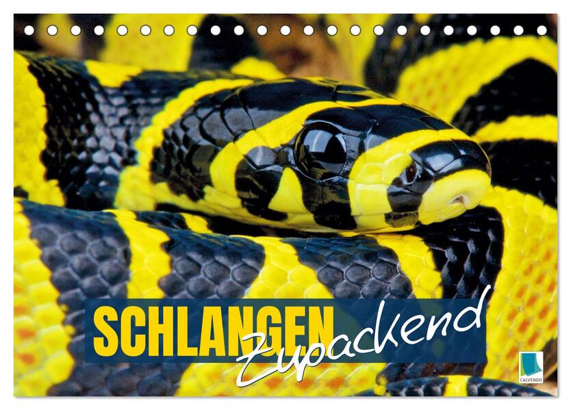 Schlangen: Zupackend (Tischkalender 2025 DIN A5 quer) CALVENDO Monatskalender