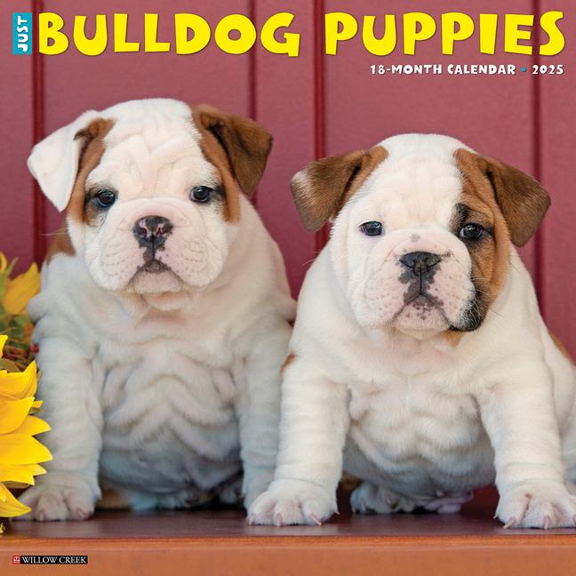 Just Bulldog Puppies 2025 12 X 12 Wall Calendar