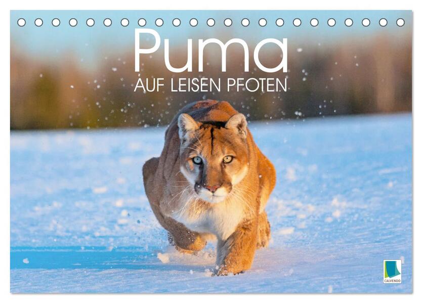 Puma: Auf leisen Pfoten (Tischkalender 2025 DIN A5 quer) CALVENDO Monatskalender