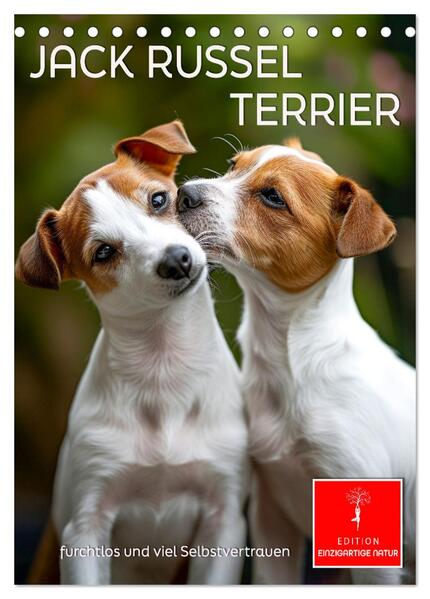 Jack Russel Terrier - furchtlos und viel Selbstvertrauen (Tischkalender 2025 DIN A5 hoch) CALVENDO Monatskalender