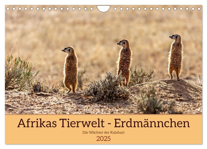 Afrikas Tierwelt - Erdmännchen (Wandkalender 2025 DIN A4 quer) CALVENDO Monatskalender