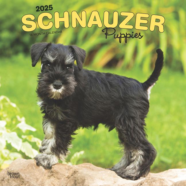 Schnauzer Puppies 2025 12 X 24 Inch Monthly Square Wall Calendar Plastic-Free