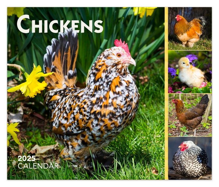 Chickens 2025 6 X 5 Inch Daily Desktop Box Calendar New Page Every Day