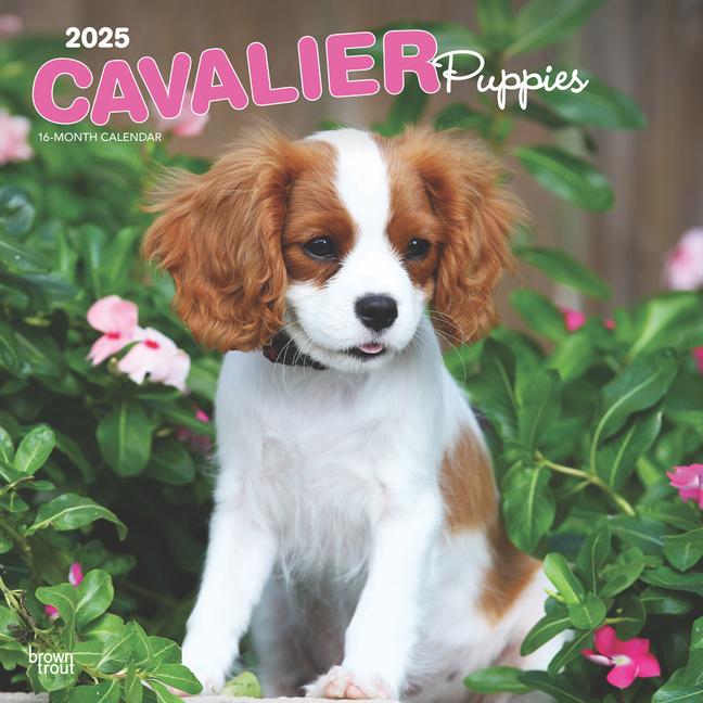 Cavalier King Charles Spaniel Puppies 2025 12 X 24 Inch Monthly Square Wall Calendar Plastic-Free