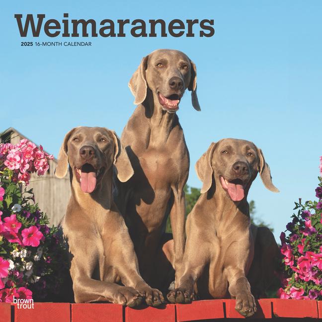 Weimaraners 2025 12 X 24 Inch Monthly Square Wall Calendar Plastic-Free