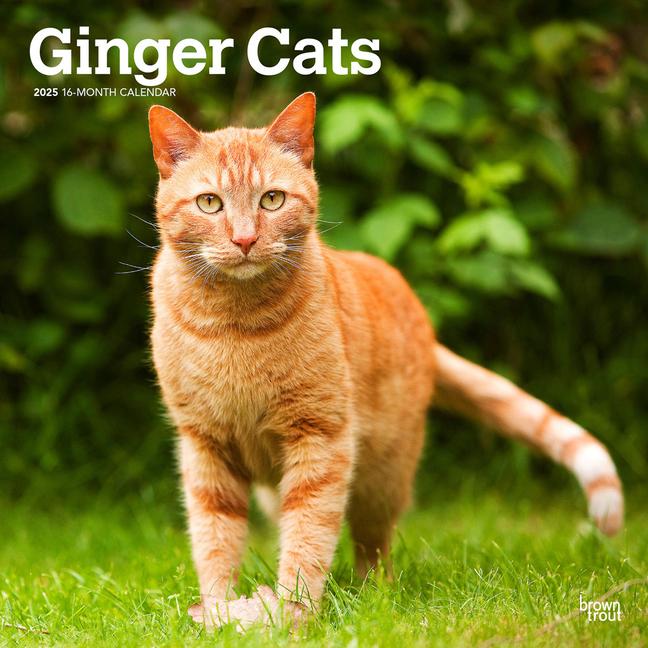 Ginger Cats 2025 12 X 24 Inch Monthly Square Wall Calendar Plastic-Free