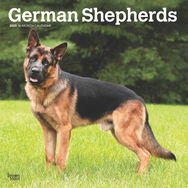 German Shepherds 2025 12 X 24 Inch Monthly Square Wall Calendar Plastic-Free