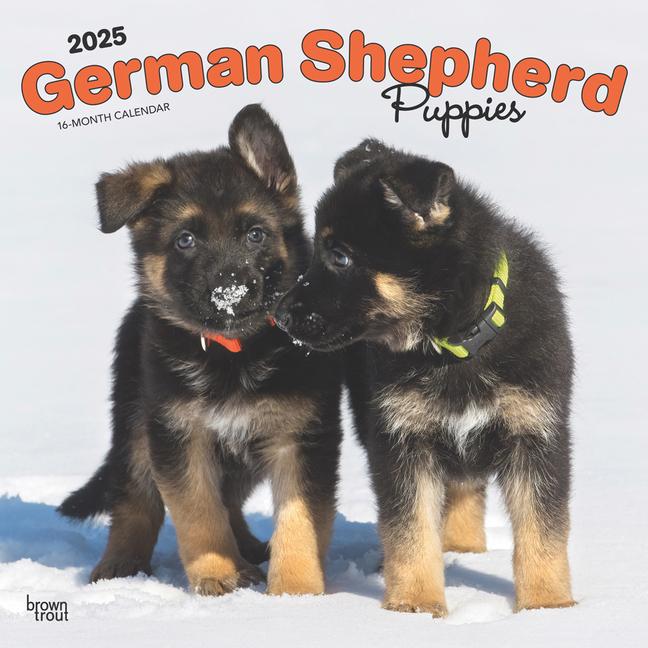 German Shepherd Puppies 2025 12 X 24 Inch Monthly Square Wall Calendar Plastic-Free