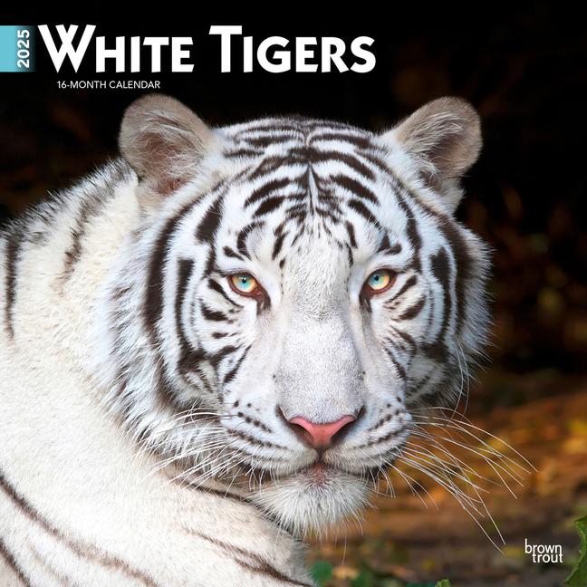 White Tigers 2025 12 X 24 Inch Monthly Square Wall Calendar Plastic-Free