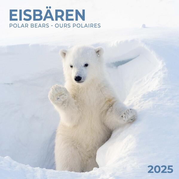Polar Bears/Eisbärchen 2025