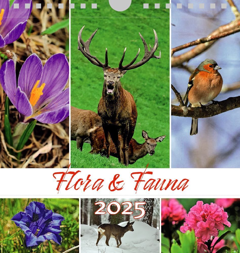 Tiere Blumen 2025 Postkartenkalender Querformat