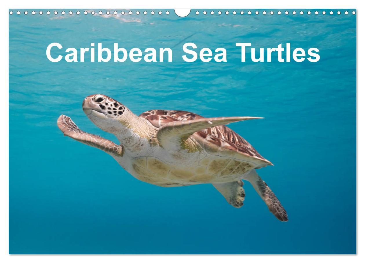 Caribbean Sea Turtles (Wall Calendar 2025 DIN A3 landscape) CALVENDO 12 Month Wall Calendar