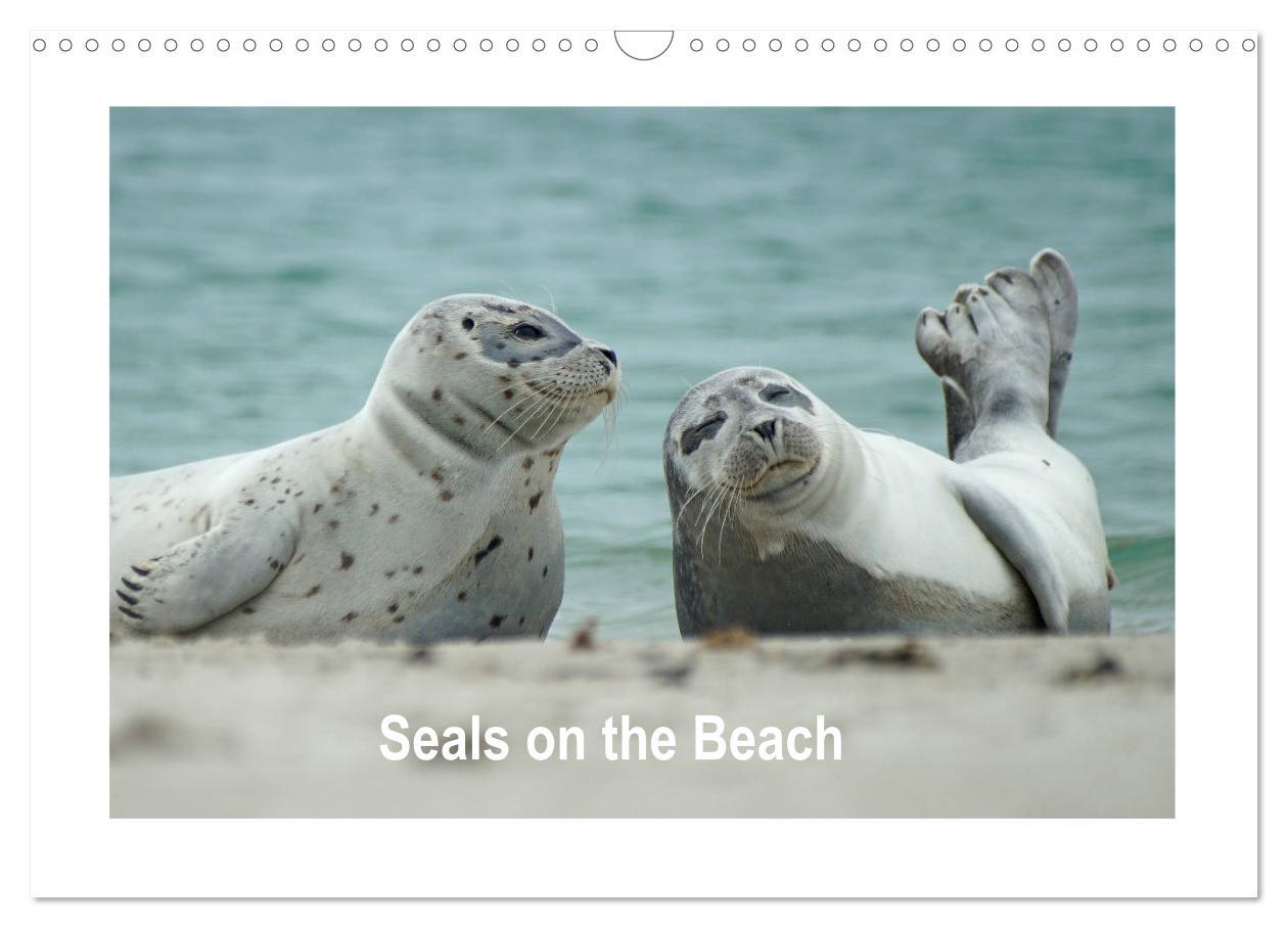 Seals on the Beach (Wall Calendar 2025 DIN A3 landscape) CALVENDO 12 Month Wall Calendar