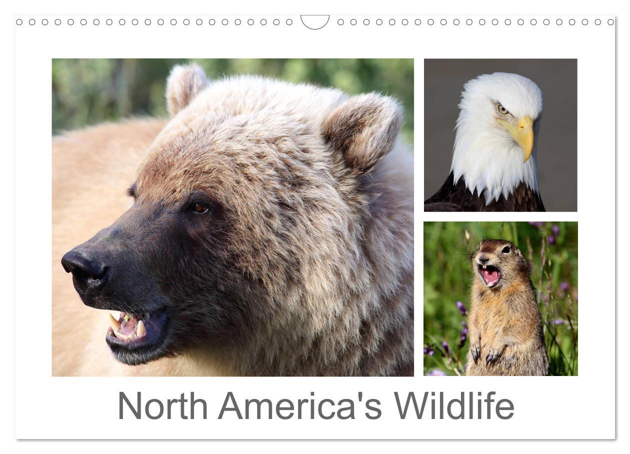 North America‘s Wildlife (Wall Calendar 2025 DIN A3 landscape) CALVENDO 12 Month Wall Calendar