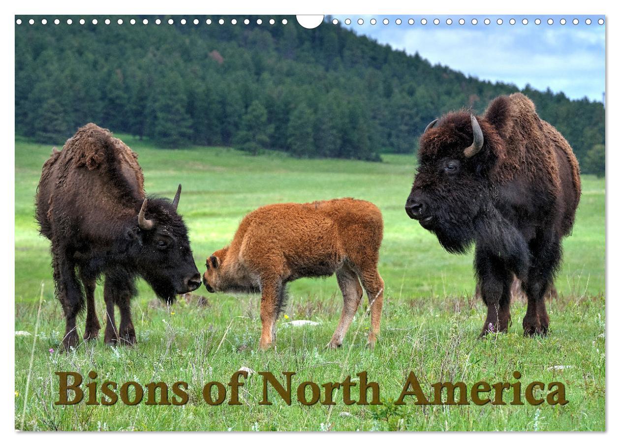 Bisons of North America (Wall Calendar 2025 DIN A3 landscape) CALVENDO 12 Month Wall Calendar