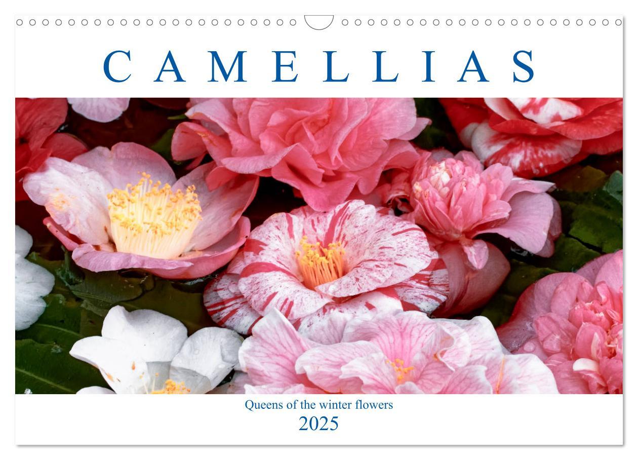 Camellias (Wall Calendar 2025 DIN A3 landscape) CALVENDO 12 Month Wall Calendar