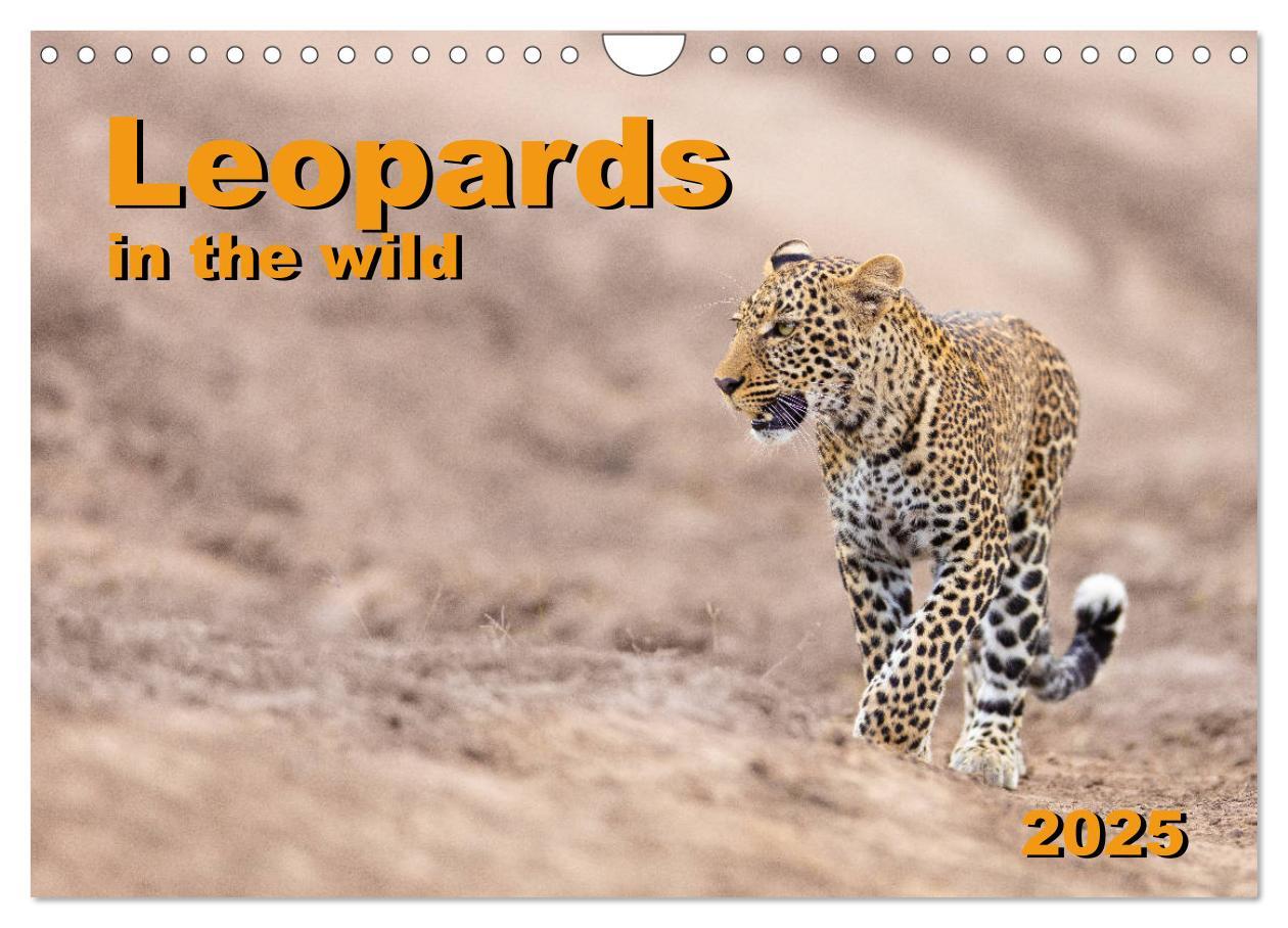Leopards in the wild (Wall Calendar 2025 DIN A4 landscape) CALVENDO 12 Month Wall Calendar