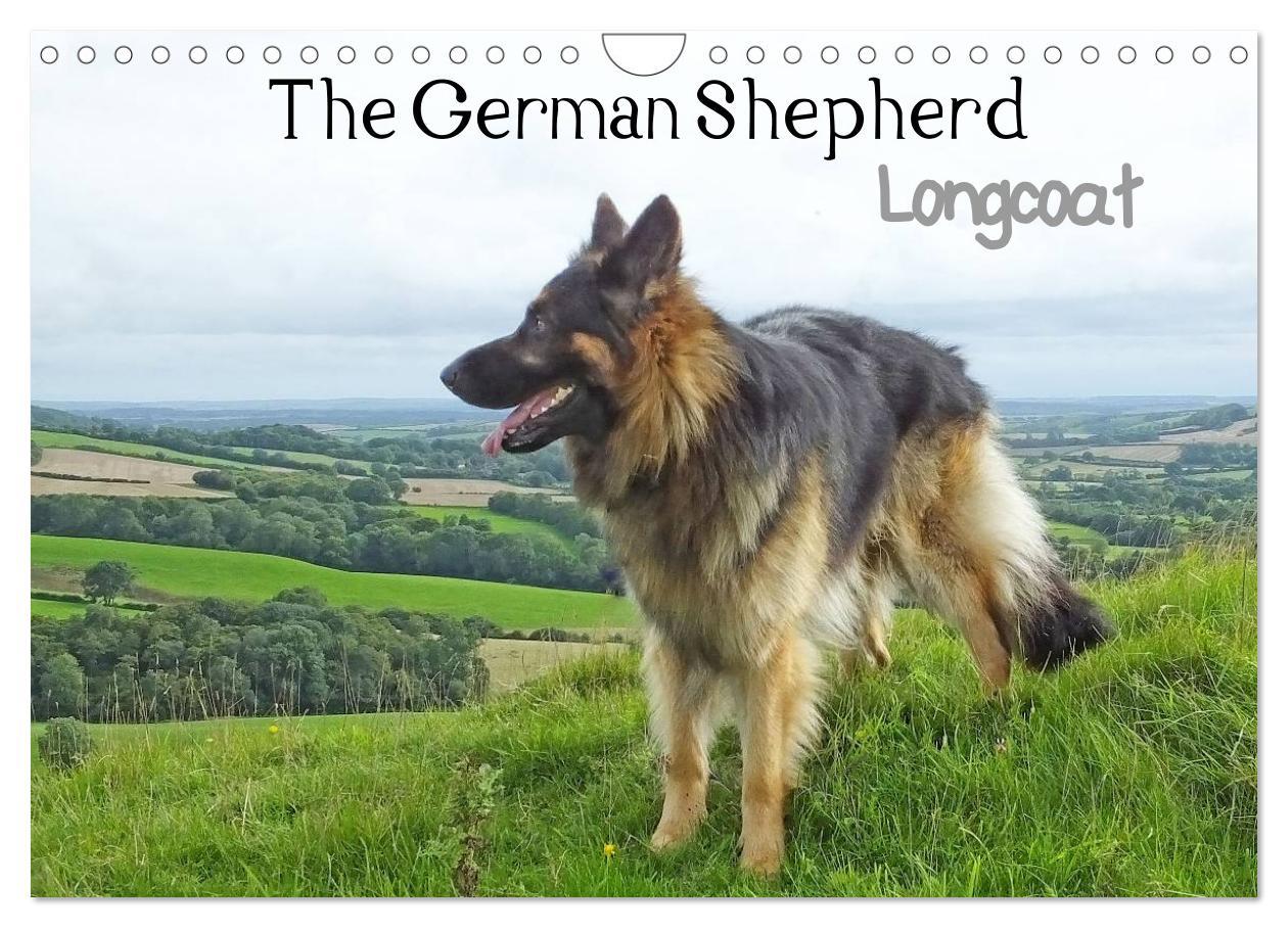 The German Shepherd Longcoat (Wall Calendar 2025 DIN A4 landscape) CALVENDO 12 Month Wall Calendar