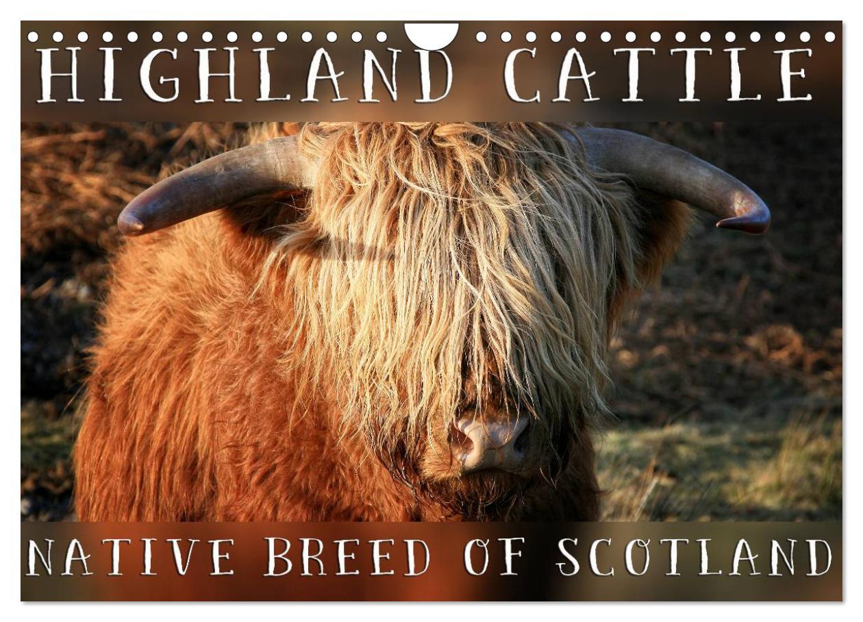 Highland Cattle - Native Breed of Scotland (Wall Calendar 2025 DIN A4 landscape) CALVENDO 12 Month Wall Calendar
