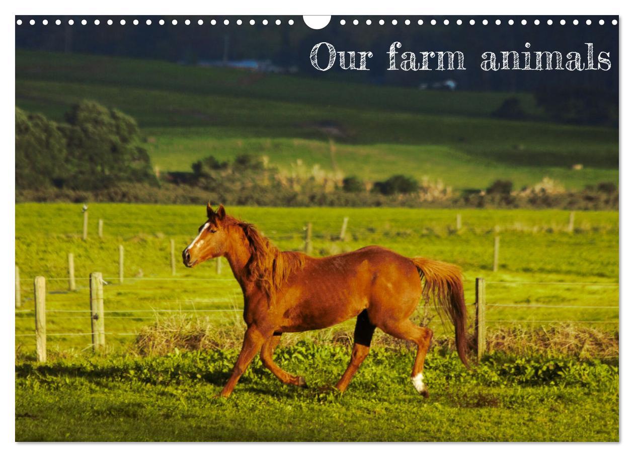 Our farm animals (Wall Calendar 2025 DIN A3 landscape) CALVENDO 12 Month Wall Calendar