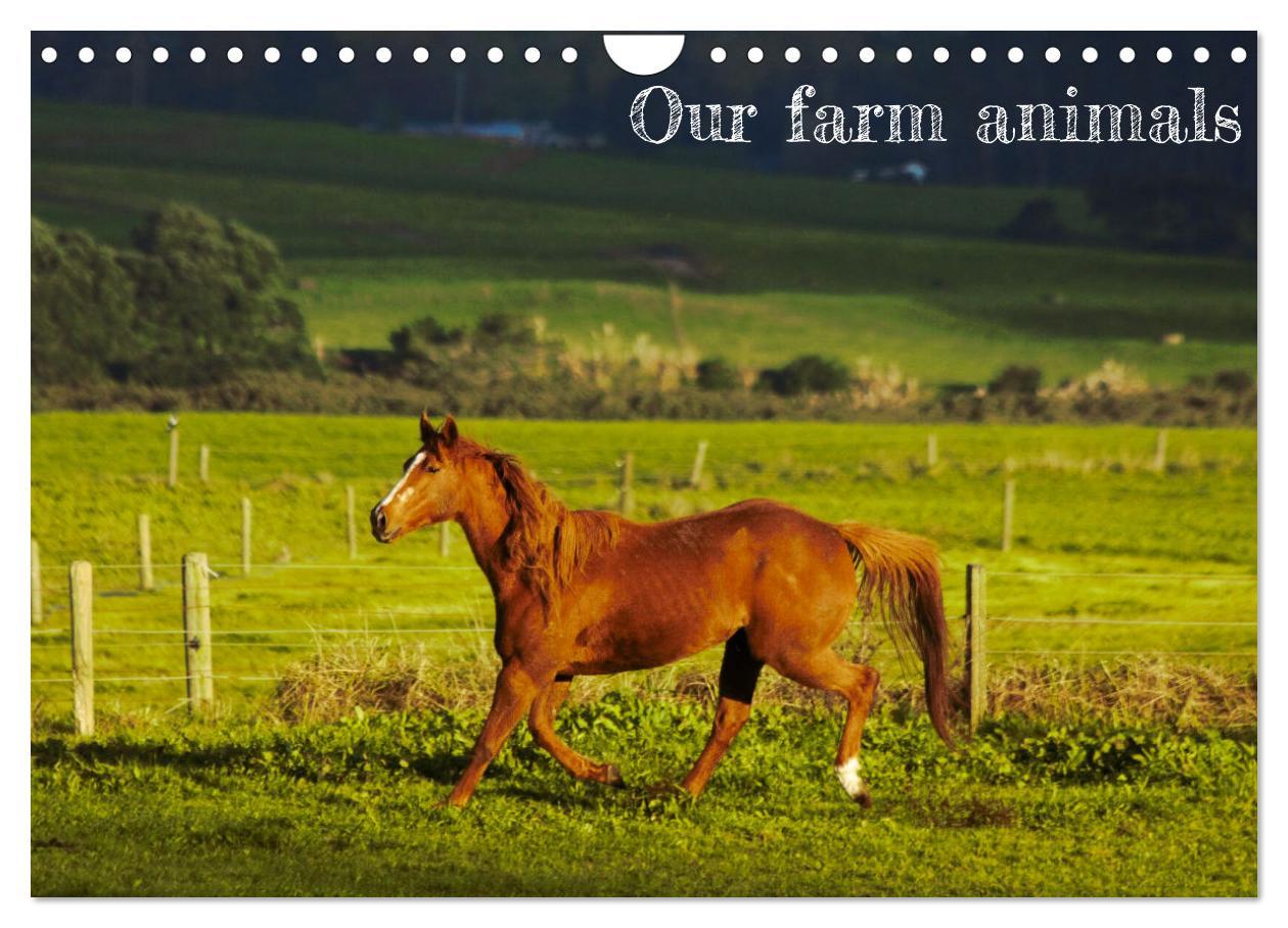 Our farm animals (Wall Calendar 2025 DIN A4 landscape) CALVENDO 12 Month Wall Calendar