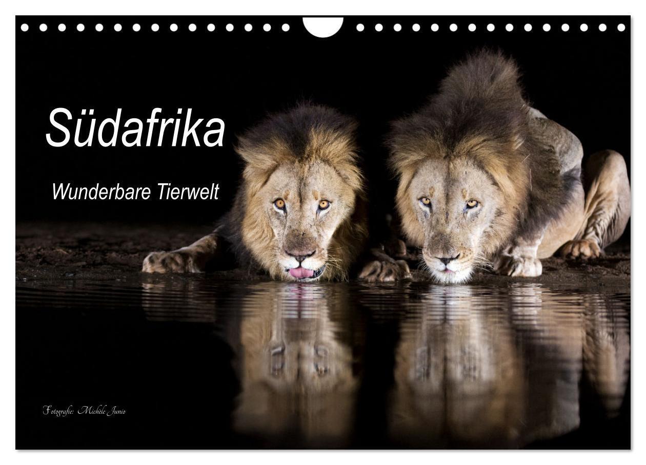 Südafrika wunderbare Tierwelt (Wandkalender 2025 DIN A4 quer) CALVENDO Monatskalender
