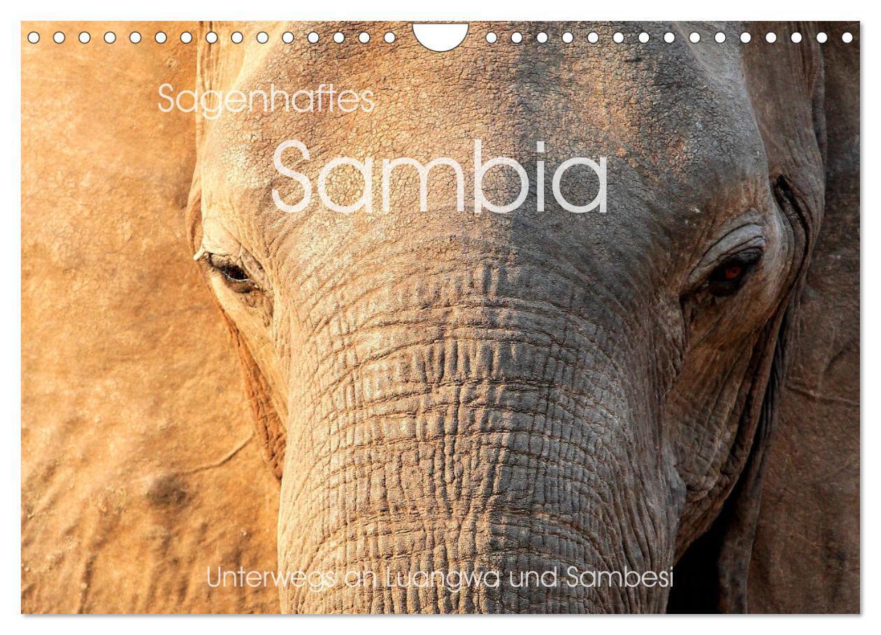 Sagenhaftes Sambia - Unterwegs an Luangwa und Sambesi (Wandkalender 2025 DIN A4 quer) CALVENDO Monatskalender