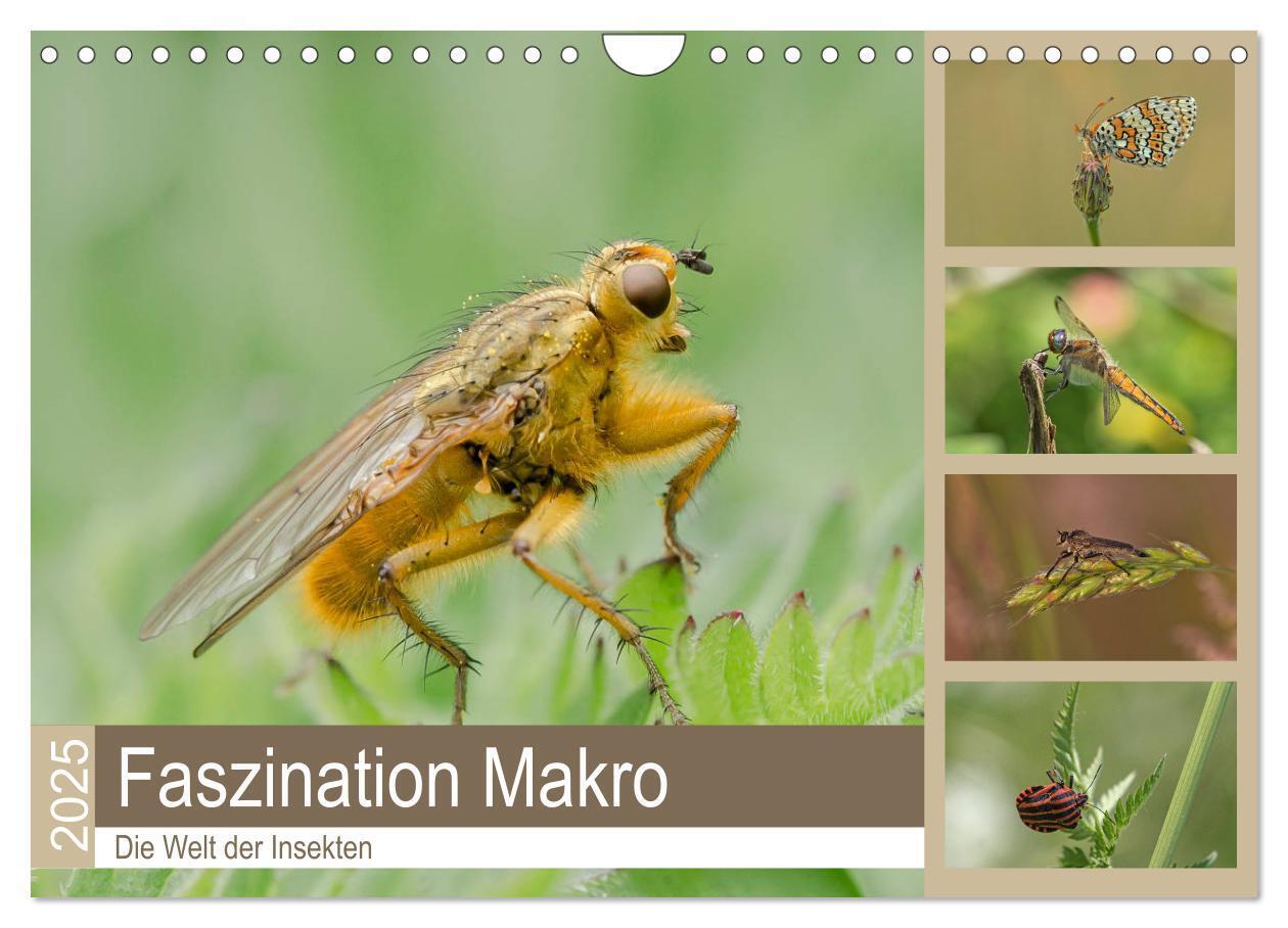 Faszination Makro - Die Welt der Insekten (Wandkalender 2025 DIN A4 quer) CALVENDO Monatskalender