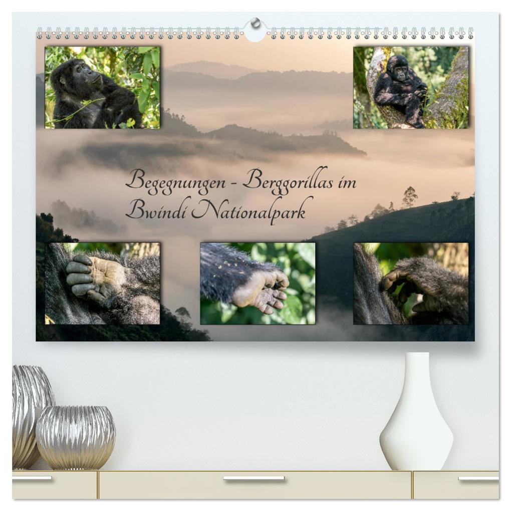 Begegnungen - Berggorillas im Bwindi Nationalpark (hochwertiger Premium Wandkalender 2025 DIN A2 quer) Kunstdruck in Hochglanz