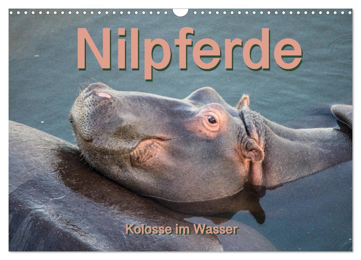 Nilpferde Kolosse im Wasser (Wandkalender 2025 DIN A3 quer) CALVENDO Monatskalender